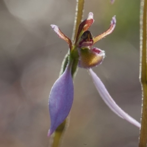 Eriochilus cucullatus at Murrumbateman, NSW - 17 Mar 2018