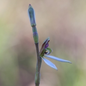 Eriochilus cucullatus at Murrumbateman, NSW - 17 Mar 2018