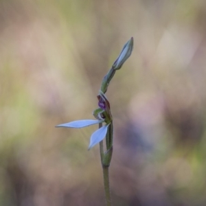 Eriochilus cucullatus at Murrumbateman, NSW - 17 Mar 2018