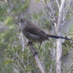 Malurus cyaneus (Superb Fairywren) at Jerrabomberra Wetlands - 16 Mar 2018 by AlisonMilton