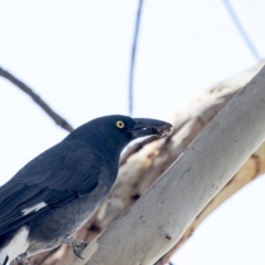 Strepera graculina (Pied Currawong) at Fyshwick, ACT - 16 Mar 2018 by AlisonMilton