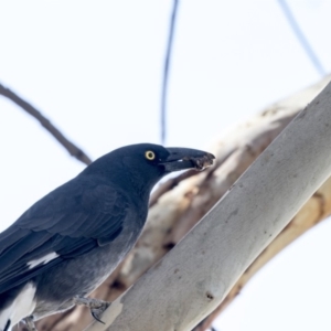 Strepera graculina at Fyshwick, ACT - 16 Mar 2018