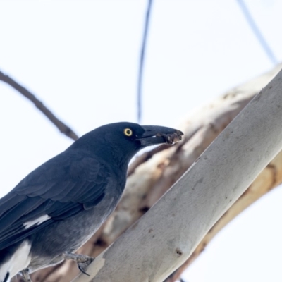 Strepera graculina (Pied Currawong) at Fyshwick, ACT - 16 Mar 2018 by AlisonMilton