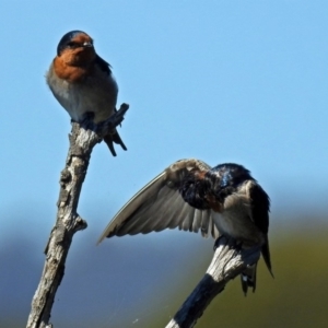 Hirundo neoxena at Fyshwick, ACT - 17 Mar 2018 12:43 PM