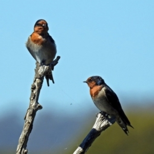 Hirundo neoxena at Fyshwick, ACT - 17 Mar 2018 12:43 PM