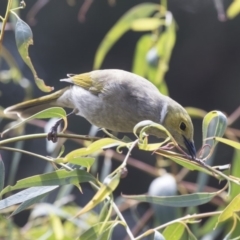 Ptilotula penicillata (White-plumed Honeyeater) at Fyshwick, ACT - 16 Mar 2018 by Alison Milton