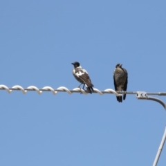 Gymnorhina tibicen (Australian Magpie) at Fyshwick, ACT - 16 Mar 2018 by Alison Milton