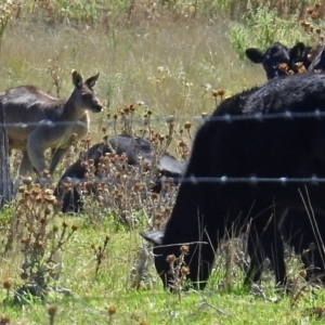 Macropus giganteus at Fyshwick, ACT - 17 Mar 2018