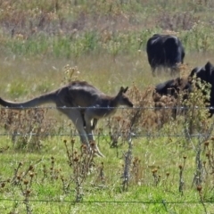 Macropus giganteus at Fyshwick, ACT - 17 Mar 2018