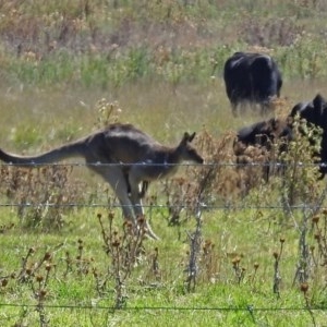 Macropus giganteus at Fyshwick, ACT - 17 Mar 2018