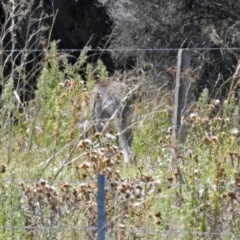 Macropus giganteus at Fyshwick, ACT - 17 Mar 2018