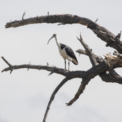 Threskiornis spinicollis (Straw-necked Ibis) at Jerrabomberra Wetlands - 16 Mar 2018 by AlisonMilton