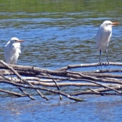 Bubulcus coromandus (Eastern Cattle Egret) at Jerrabomberra Wetlands - 17 Mar 2018 by RodDeb