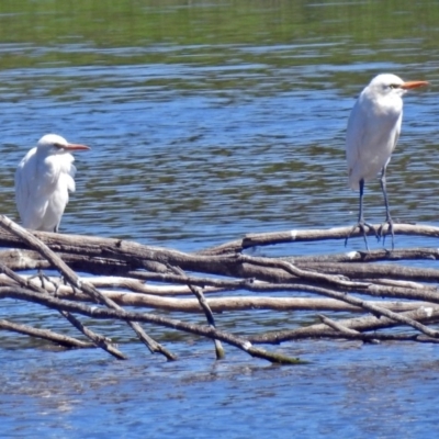 Bubulcus coromandus (Eastern Cattle Egret) at Fyshwick, ACT - 17 Mar 2018 by RodDeb