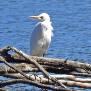 Bubulcus coromandus at Fyshwick, ACT - 17 Mar 2018 01:19 PM