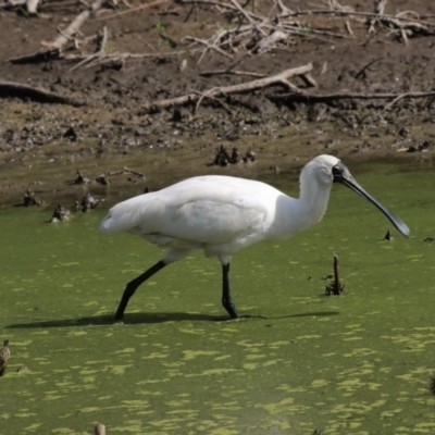 Platalea regia (Royal Spoonbill) at Jerrabomberra Wetlands - 16 Mar 2018 by AlisonMilton