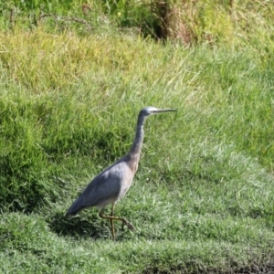 Egretta novaehollandiae at Fyshwick, ACT - 16 Mar 2018 03:20 PM