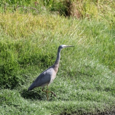 Egretta novaehollandiae (White-faced Heron) at Fyshwick, ACT - 16 Mar 2018 by AlisonMilton