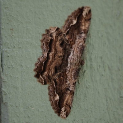 Scioglyptis lyciaria (White-patch Bark Moth) at Fyshwick, ACT - 16 Mar 2018 by Alison Milton