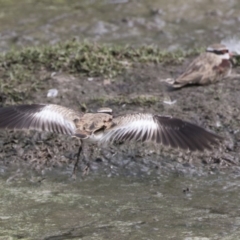 Thinornis melanops (Black-fronted Dotterel) at Fyshwick, ACT - 16 Mar 2018 by AlisonMilton