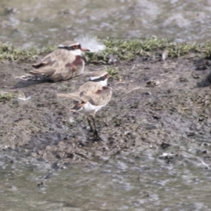 Charadrius melanops at Fyshwick, ACT - 16 Mar 2018