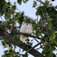 Cacatua sanguinea (Little Corella) at Mount Ainslie to Black Mountain - 16 Mar 2018 by AlisonMilton