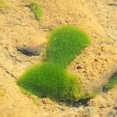 Spirogyra sp. (Green Algae) at Cotter River, ACT - 14 Mar 2018 by KenT