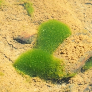 Spirogyra sp. at Cotter River, ACT - 15 Mar 2018