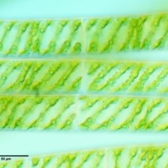 Spirogyra sp. at Cotter River, ACT - 15 Mar 2018