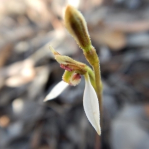 Eriochilus cucullatus at Belconnen, ACT - 16 Mar 2018