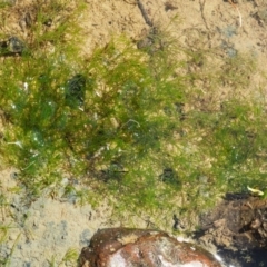 Nitella sp. (genus) (A green freshwater algae) at Cotter River, ACT - 14 Mar 2018 by KenT