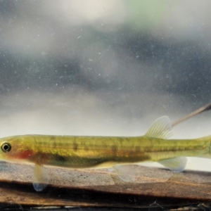 Galaxias olidus at Cotter River, ACT - 15 Mar 2018 11:13 AM