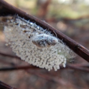 Anestia (genus) at Aranda, ACT - 17 Mar 2018