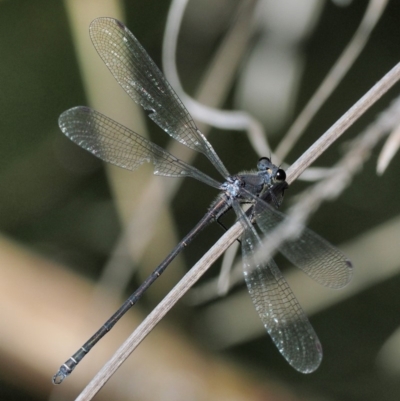 Austroargiolestes icteromelas (Common Flatwing) at Cotter River, ACT - 15 Mar 2018 by KenT