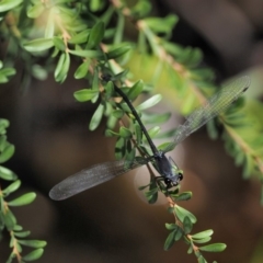 Austroargiolestes icteromelas at Cotter River, ACT - 15 Mar 2018