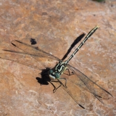 Austrogomphus guerini (Yellow-striped Hunter) at Cotter River, ACT - 15 Mar 2018 by KenT