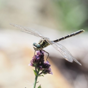 Austrogomphus guerini at Cotter River, ACT - 15 Mar 2018 12:53 PM