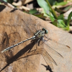 Austrogomphus guerini at Cotter River, ACT - 15 Mar 2018 12:53 PM