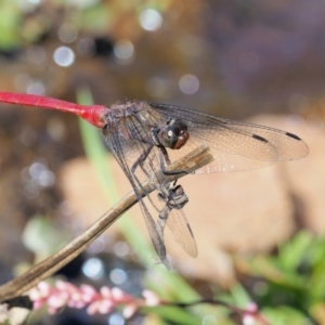 Orthetrum villosovittatum at Uriarra Village, ACT - 15 Mar 2018