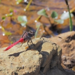 Orthetrum villosovittatum at Uriarra Village, ACT - 15 Mar 2018