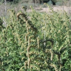 Artemisia verlotiorum (Chinese Mugwort) at Tennent, ACT - 8 Mar 2018 by michaelb