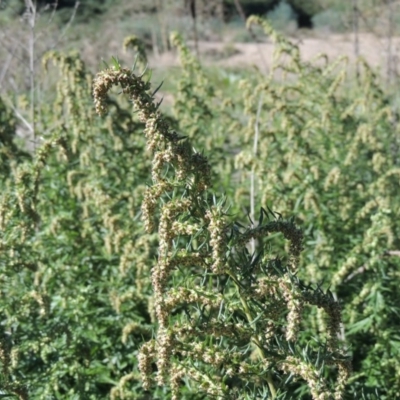 Artemisia verlotiorum (Chinese Mugwort) at Tennent, ACT - 8 Mar 2018 by michaelb