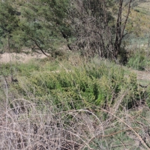 Artemisia verlotiorum at Tennent, ACT - 8 Mar 2018