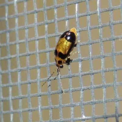 Monolepta picticollis (Picticollis leaf beetle) at Pollinator-friendly garden Conder - 6 Mar 2018 by michaelb