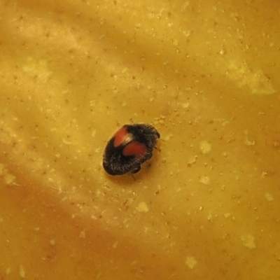 Diomus notescens (Little two-spotted ladybird) at Pollinator-friendly garden Conder - 9 Feb 2018 by michaelb