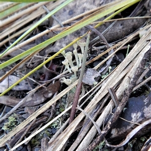 Lyperanthus suaveolens at Point 4081 - suppressed