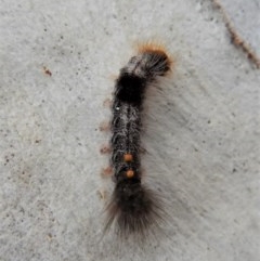 Euproctis marginalis (Margined Browntail Moth) at Cook, ACT - 14 Mar 2018 by CathB