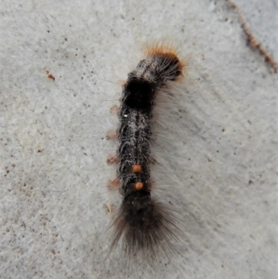 Euproctis marginalis (Margined Browntail Moth) at Cook, ACT - 14 Mar 2018 by CathB