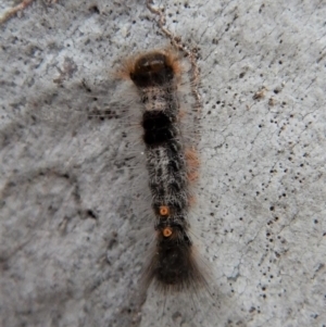 Euproctis marginalis at Cook, ACT - 14 Mar 2018 08:29 AM