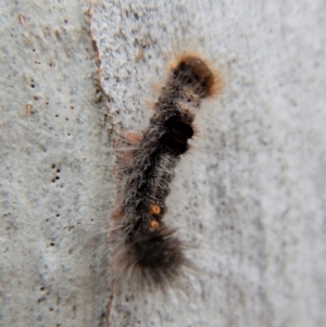 Euproctis marginalis at Cook, ACT - 14 Mar 2018 08:29 AM